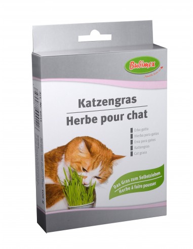 Herbe à chat 100g - Bubimex