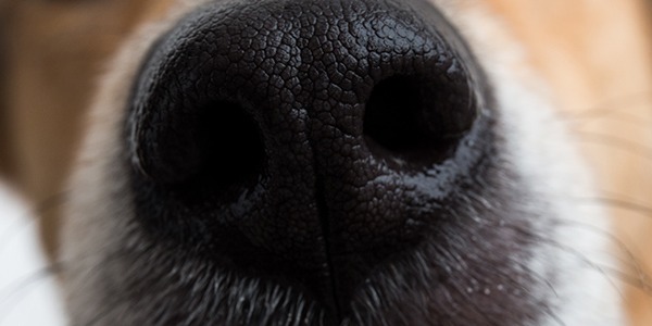 Ce qu’il faut absolument savoir sur les moustaches du chien