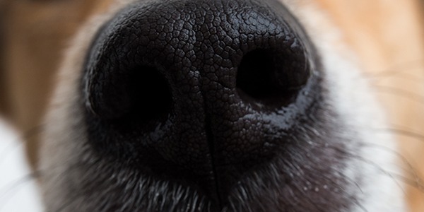 Ce qu’il faut absolument savoir sur les moustaches du chien