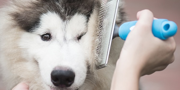 Le phénomène de mue du chien