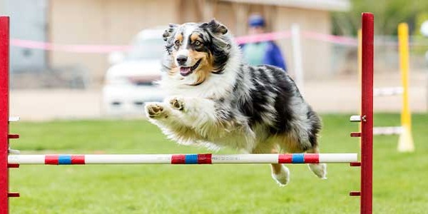 Comment nourrir un chien sportif ?