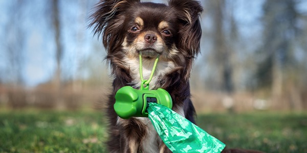 Les selles du chien : ce que vous devez savoir