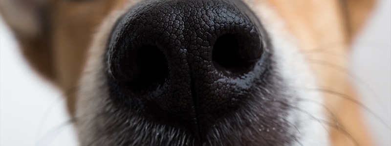 Ce qu’il faut absolument savoir sur les moustaches du chien