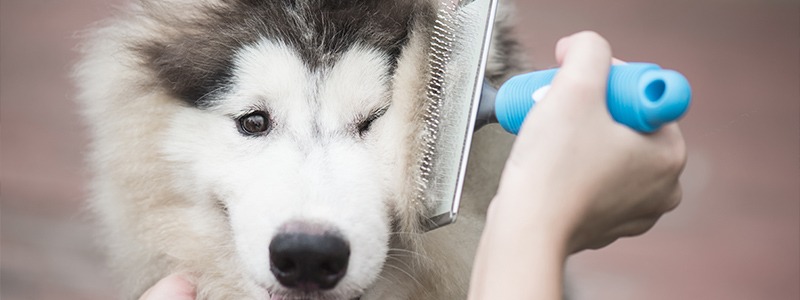 Le phénomène de mue du chien