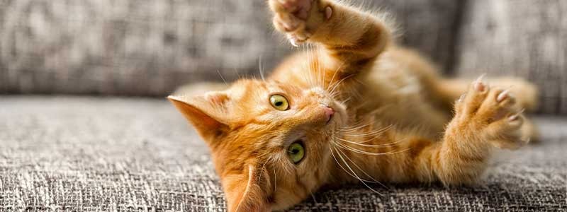 Faut-il couper les griffes du chat ?
