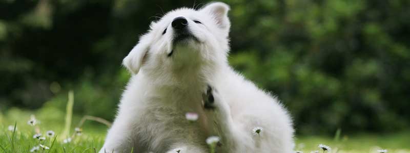 Mon chien se gratte tout le temps : des solutions ?