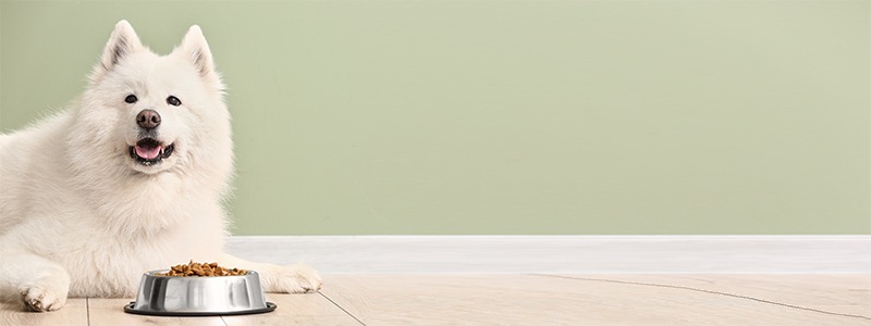 Les aliments toxiques pour votre chien