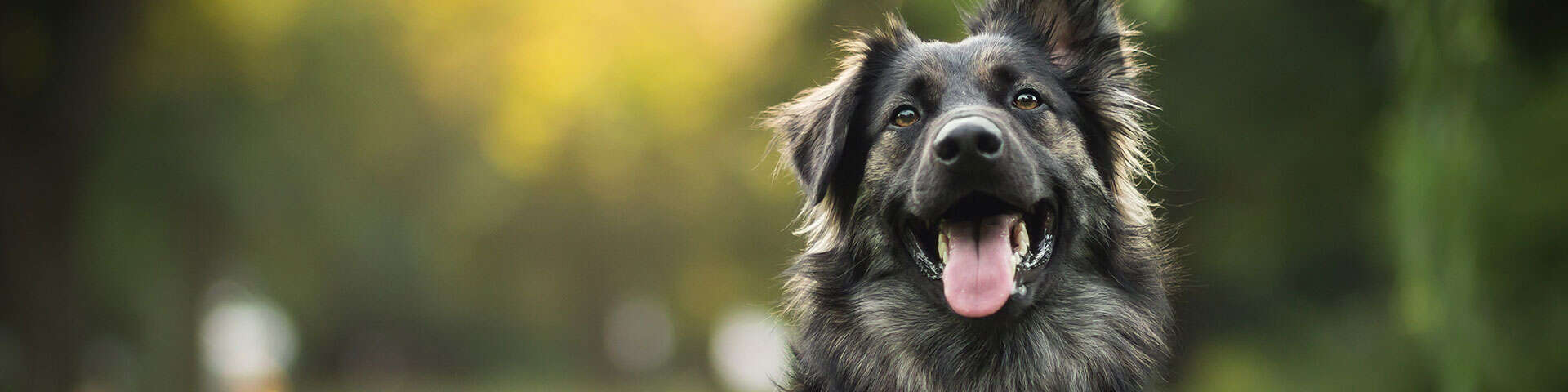 M'Gourmand bandeau chien